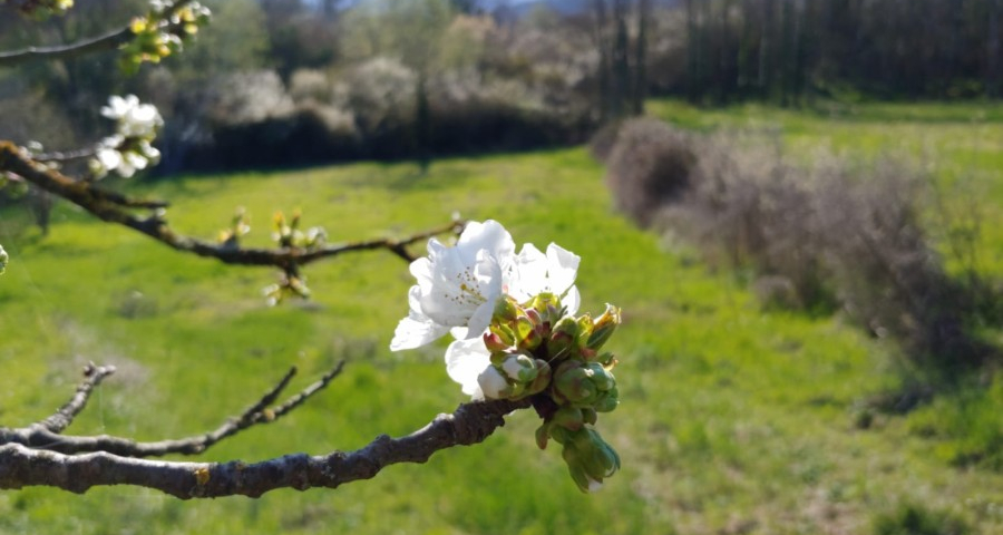 La regola dell’anello debole