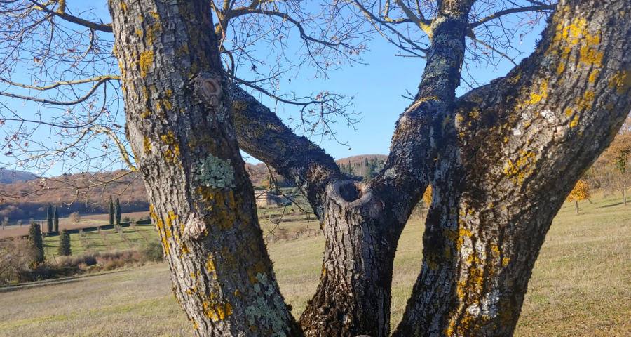 Quell’altra metà del verso