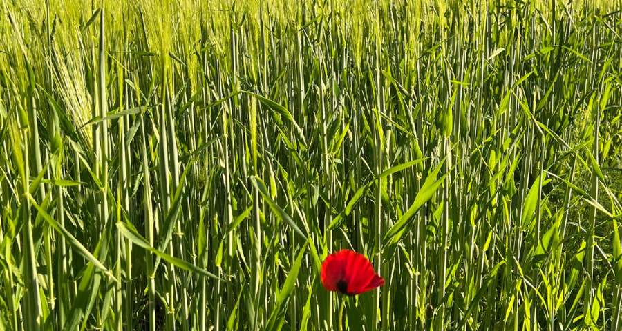 Oltre l'altro nome del male