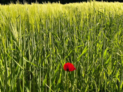 Oltre l'altro nome del male