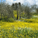 Cirenei di una croce troppo pesante