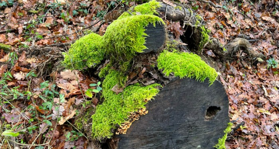 In un rifugio materno ci si salva e si impara la preghiera