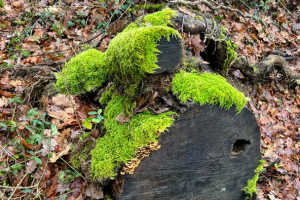 In un rifugio materno ci si salva e si impara la preghiera