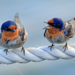 Caring for conflicts