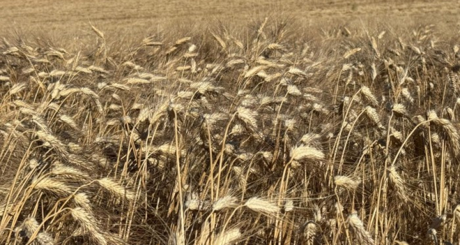 Relational goods against envy: how the Jubilee changes society