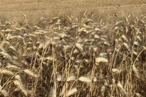 Relational goods against envy: how the Jubilee changes society