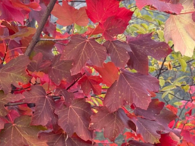 Not just Eros: love is responsible freedom