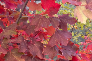 Not just Eros: love is responsible freedom