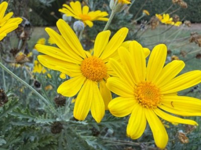 La compétence des pauvres