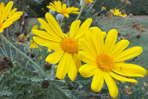 La competenza dei poveri