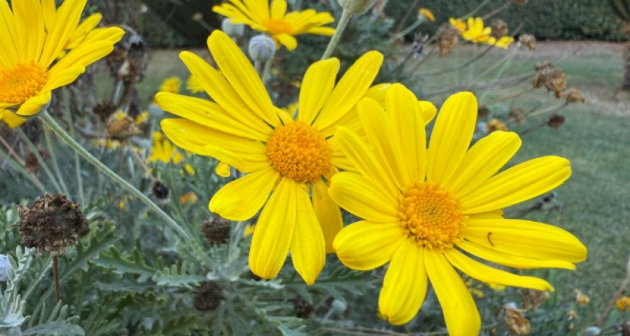 A competência dos pobres