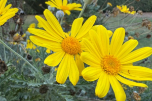 A competência dos pobres