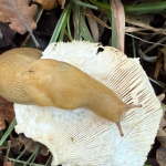 Black Friday: idols and guilt in the shopping cart