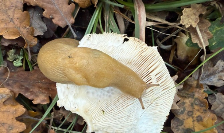 Il Black Friday: idoli e colpa nel carrello