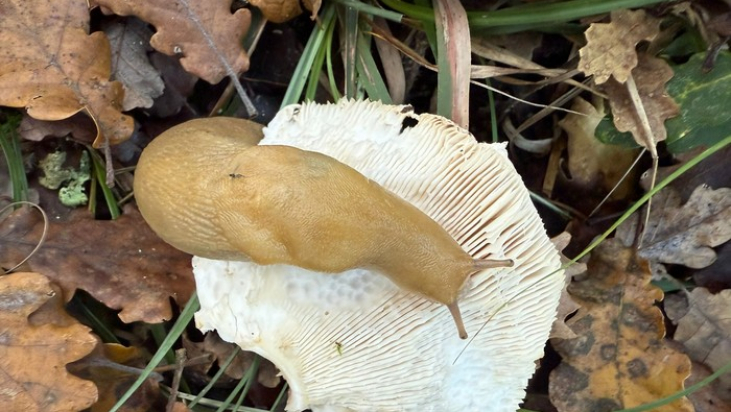 El Black Friday: ídolos y culpa en el carrito de compras