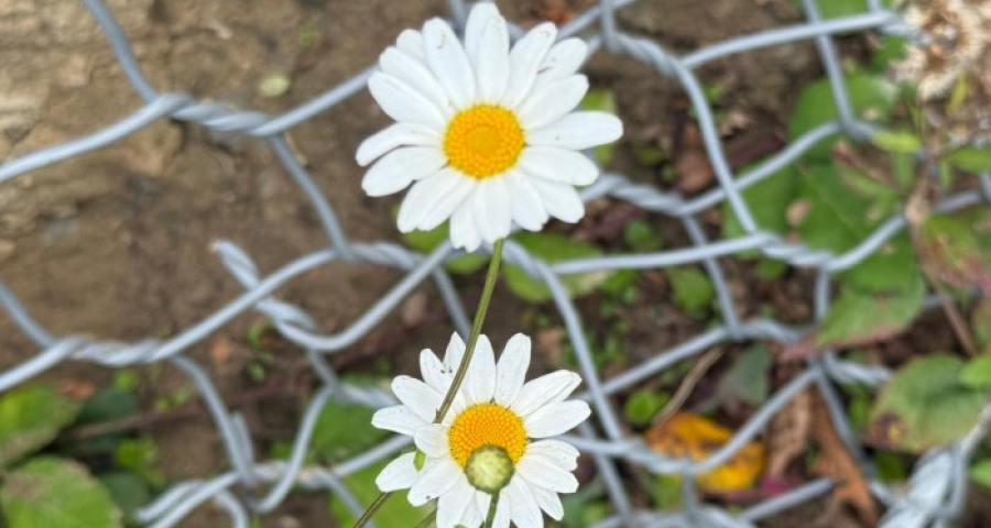 Mendicant friars, the first teachers of economics