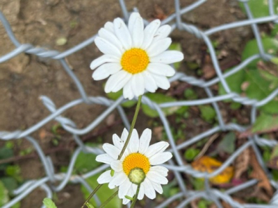 Mendicant friars, the first teachers of economics