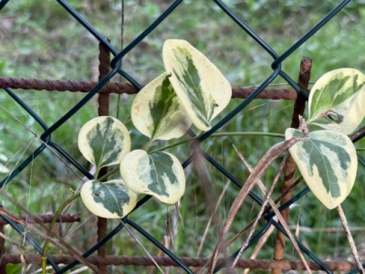 The doctrine that looked to the Middle Ages generated works and subsidiarity