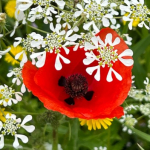 Il corporativismo e la trappola perfetta in cui tanti caddero (anche cattolici)