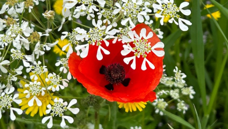 Las corporaciones y la trampa perfecta en la que muchos cayeron (también católicos)
