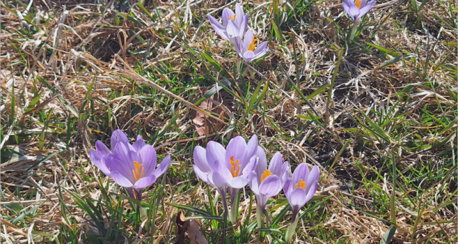 Il Concilio, una “risurrezione”. E il mondo non è più un nemico