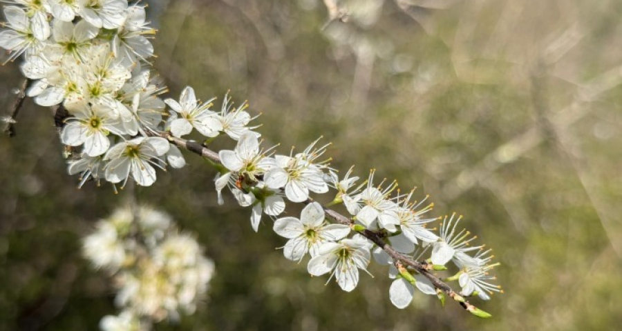 The Turning Point of Vatican II: A Church Opening Itself to the World