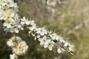 The Turning Point of Vatican II: A Church Opening Itself to the World