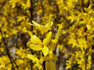 Lebret e il Vaticano II  nella Chiesa del mondo