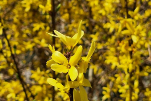Lebret e il Vaticano II  nella Chiesa del mondo