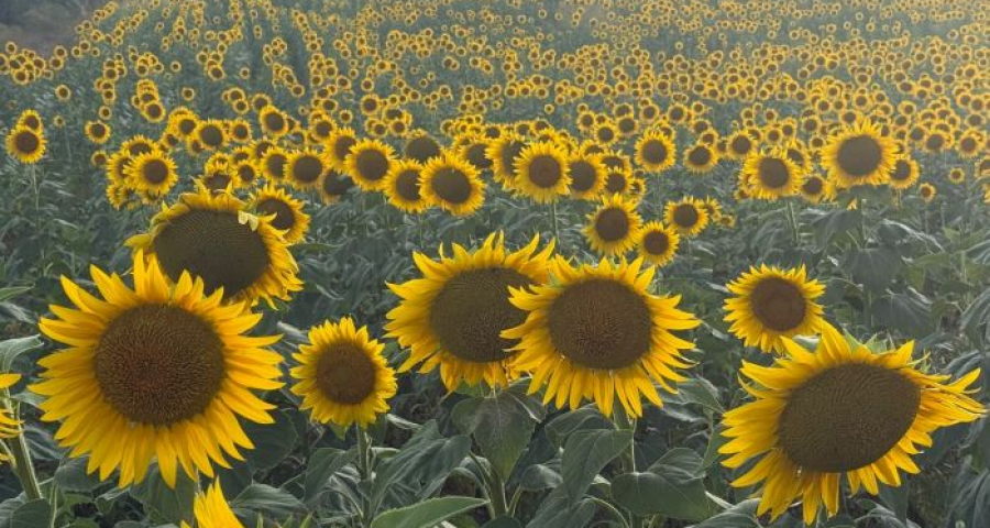 Fedeli alla Regola per scelta, non obbligo. La strada per una vita religiosa matura