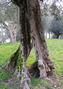 Albero bucato rid