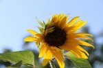 Girasole Maika rid mod